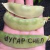ШУГАР СНЕП (SUGAR SNEP) - среднеспелый сахарный деликатесный горох, 10 семян