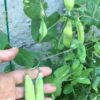 ШУГАР СНЕП (SUGAR SNEP) - среднеспелый сахарный деликатесный горох, 10 семян 13622