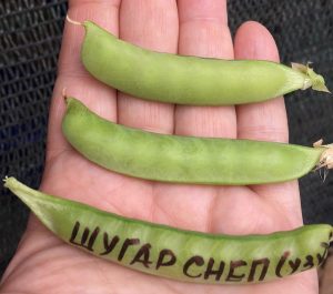 Шугар Снеп узкий - среднеспелый сахарный деликатесный горох