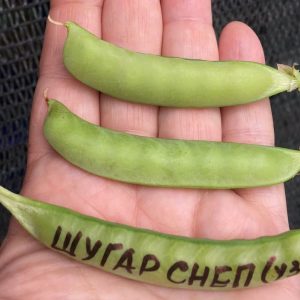 Шугар Снеп узкий - среднеспелый сахарный деликатесный горох