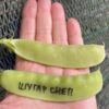 ШУГАР СНЕП (SUGAR SNEP) - среднеспелый сахарный деликатесный горох, 10 семян 13620