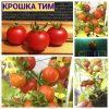 КРОШКА ТИМ (TINY TIM) - ранний микро-карликовый томат