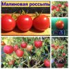 Ранний томат МАЛИНОВАЯ РОССЫПЬ