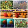 СЛАДКАЯ ПАРОЧКА: АДАМ+ЕВА (SWEET COUPLE: ADAM+EVA) - ранние микро-карликовые томаты
