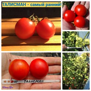 ТАЛИСМАН (TALISMAN) - уникальный ультра-скороспелый сорт томатов