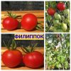 ФИЛИППОК (PHILIPPOK) - серия карликовых сортов томатов