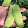 КАРУБИ (KARUBI) - среднеспелый сахарный деликатесный горох, 5 семян 11221 КАРУБИ (KARUBI) - среднеспелый сахарный деликатесный горох 11221