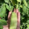 КАРУБИ (KARUBI) - среднеспелый сахарный деликатесный горох, 5 семян 11222 КАРУБИ (KARUBI) - среднеспелый сахарный деликатесный горох 11222