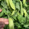КАРУБИ (KARUBI) - среднеспелый сахарный деликатесный горох, 5 семян 11224 КАРУБИ (KARUBI) - среднеспелый сахарный деликатесный горох 11224
