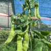 КАРУБИ (KARUBI) - среднеспелый сахарный деликатесный горох, 5 семян 11225 КАРУБИ (KARUBI) - среднеспелый сахарный деликатесный горох 11225