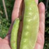 КАРУБИ (KARUBI) - среднеспелый сахарный деликатесный горох, 5 семян 11226 КАРУБИ (KARUBI) - среднеспелый сахарный деликатесный горох 11226