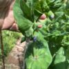 КАРУБИ (KARUBI) - среднеспелый сахарный деликатесный горох, 5 семян 11173 КАРУБИ (KARUBI) - среднеспелый сахарный деликатесный горох 11173