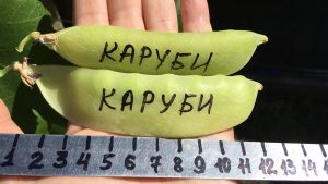 КАРУБИ (KARUBI) - среднеспелый сахарный деликатесный горох, 5 семян КАРУБИ (KARUBI) - среднеспелый сахарный деликатесный горох