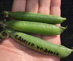 САМИ С УСАМИ - среднеспелый безлистный лущильный горох