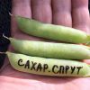 САХАРНЫЙ СПРУТ (SAKHARNYY SPRUT) - среднеспелый безлистный сахарный горох, 10 семян