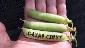 САХАРНЫЙ СПРУТ (SAKHARNYY SPRUT) - среднеспелый безлистный сахарный горох, 10 семян