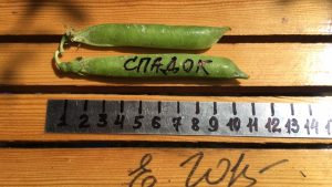 СПАДОК, НАСЛЕДИЕ, НАСЛЕДСТВО - среднеранний лущильный горох