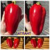 АТЛАНТ (ATLANT) - красный перец-конус ранний сорт