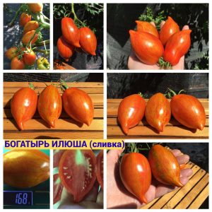БОГАТЫРЬ ИЛЮША (СЛИВКА)