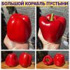 БОЛЬШОЙ КОРАБЛЬ ПУСТЫНИ (BIG SHIP OF THE DESERT) - красный перец, конус, 10 семян БОЛЬШОЙ КОРАБЛЬ ПУСТЫНИ (BIG SHIP OF THE DESERT) - средне-ранний сорт крупного сорта сладкого перца.