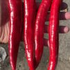 БОЛЬШОЙ ДЖИМ (Numex BIG JIM) - длинный перец, острый, 5 семян 6761 БОЛЬШОЙ ДЖИМ (Numex BIG JIM) - длинный перец, острый, 5 семян 6761