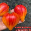 ВАШЕ ВЕЛИЧЕСТВО х БАБУШКИ ВИНЕЙ. Продажа семян томатов 6245