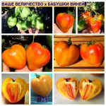 ВАШЕ ВЕЛИЧЕСТВО х БАБУШКИ ВИНЕЙ. Продажа семян томатов