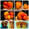 ВЕЧЕРНИЙ АЛМАТЫ - сорт томатов