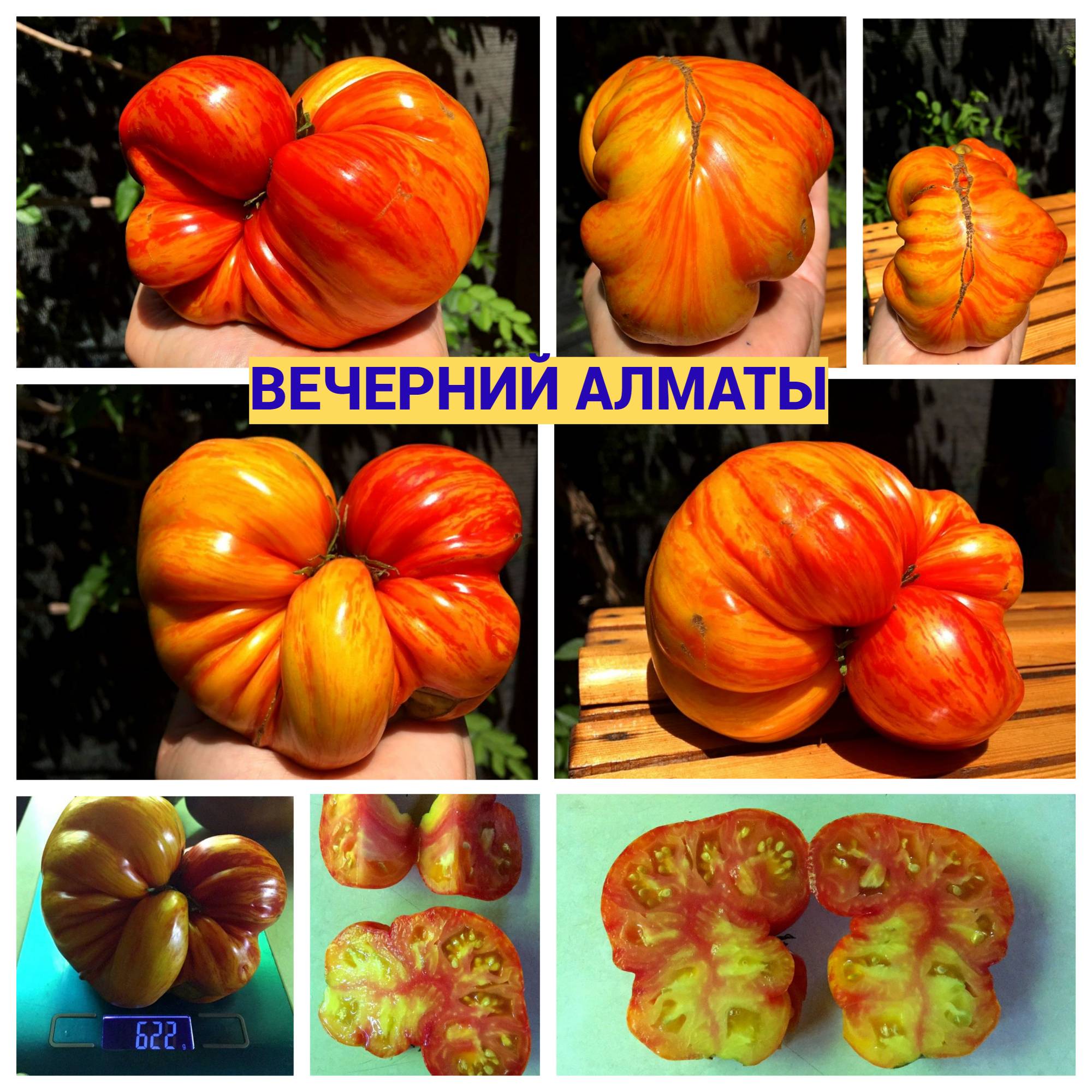 ВЕЧЕРНИЙ АЛМАТЫ - сорт томатов