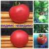 ВИДИМО-НЕВИДИМО (VIDIMO-NEVIDIMO) - ранний розовый томат