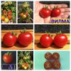 ВИЛМА (VILMA) - ранний микро-карликовый томат, 5 семян Сорт томатов ВИЛМА