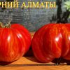 ВЕЧЕРНИЙ АЛМАТЫ - сорт томатов 6216