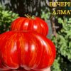 ВЕЧЕРНИЙ АЛМАТЫ - сорт томатов 6217