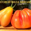 ВТОРОЙ ФИЛА ТРИКОЛОР (E-21-Phil’s Two) - бронзовый уникальный триколор, 5 семян 5826 ВТОРОЙ ФИЛА ТРИКОЛОР 5826