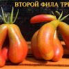 ВТОРОЙ ФИЛА ТРИКОЛОР (E-21-Phil’s Two) - бронзовый уникальный триколор, 5 семян 5825 ВТОРОЙ ФИЛА ТРИКОЛОР 5825