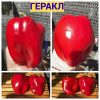ГЕРАКЛ (HERCULES, GERACL) - средне-ранний сорт крупного перца