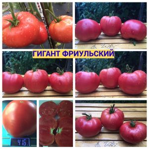 ГИГАНТ ФРИУЛЬСКИЙ