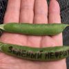 ЗЕЛЕНЫЙ НЕФРИТ (GREEN JADE) - ранний сахарный деликатесный горох