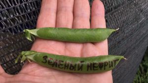 ЗЕЛЕНЫЙ НЕФРИТ (GREEN JADE) - ранний сахарный деликатесный горох