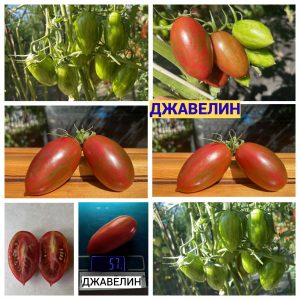 ДЖАВЕЛИН