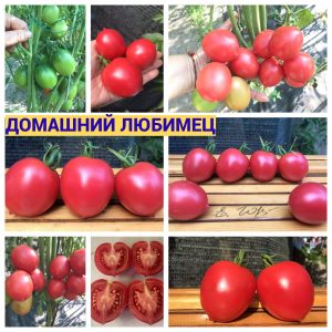 ДОМАШНИЙ ЛЮБИМЕЦ - среднеспелый сорт сладкой сливки