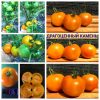 ДРАГОЦЕННЫЙ КАМЕНЬ (RED TOPPED GEM) - желто-красный округлый биколор, 10 семян ДРАГОЦЕННЫЙ КАМЕНЬ (RED TOPPED GEM) - желто-красный округлый биколор