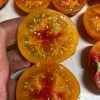 ДРАГОЦЕННЫЙ КАМЕНЬ (RED TOPPED GEM) - желто-красный округлый биколор, 10 семян 6382 ДРАГОЦЕННЫЙ КАМЕНЬ (RED TOPPED GEM) - желто-красный округлый биколор 6382