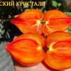 ЕСЫКСКИЙ КРИСТАЛЛ (ESYK CRYSTAL) - сладкое утонченное сердце биколор, 5 семян 6208 ЕСЫКСКИЙ КРИСТАЛЛ. НАСІННЯ ТОМАТІВ ВІД КОЛЕКЦІОНЕРІВ 6208