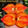 ЕСЫКСКИЙ КРИСТАЛЛ (ESYK CRYSTAL) - сладкое утонченное сердце биколор, 5 семян 6209 ЕСЫКСКИЙ КРИСТАЛЛ. НАСІННЯ ТОМАТІВ ВІД КОЛЕКЦІОНЕРІВ 6209