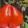 ЕСЫКСКИЙ КРИСТАЛЛ (ESYK CRYSTAL) - сладкое утонченное сердце биколор, 5 семян 6206 ЕСЫКСКИЙ КРИСТАЛЛ. НАСІННЯ ТОМАТІВ ВІД КОЛЕКЦІОНЕРІВ 6206