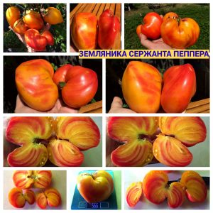 ЗЕМЛЯНИКА СЕРЖАНТА ПЕППЕРА - сорт томатов