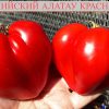 ЗАИЛИЙСКИЙ АЛАТАУ КРАСНЫЙ (ZAILIYSKIY ALATAU RED) - красное утонченное сердце 6186