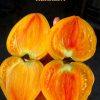 ЗЕМЛЯНИКА СЕРЖАНТА ПЕППЕРА (STRAWBERRY SARGANT PEPPER'S) - крупное сладкое сердце биколор, 5 семян 5664 ЗЕМЛЯНИКА СЕРЖАНТА ПЕППЕРА - сорт томатов 5664