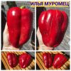 ИЛЬЯ МУРОМЕЦ (ILYA MUROMETS) - красный перец, конус